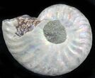 Silver Iridescent Ammonite - Madagascar #29867-1